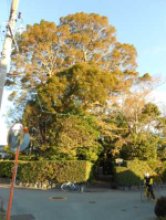 宇須乃野神社・縣神社